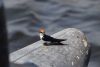 White-tailed Swallow