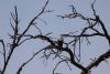 Fish Eagle