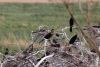 A condo of African Darters!!!