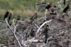 Some are nesting!!