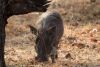 Good close-up of a warthog