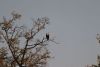 Fish Eagle