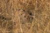 Leopard hiding in some tall grass