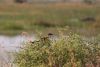 White-browed Coucal