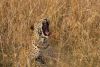 A big yawn!!