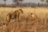 Back to the lions!!