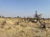 Views of the savannah, pretty dry!!