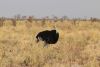 Male Ostrich