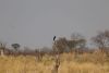 Starling...they were eveywhere!!