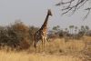 Nice looking giraffe!!