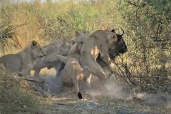 Botswana Okavango Delta Qorokwe Camp Part 2
