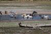 Marabou Storks and Great White Pelicans....bathing and drinking water!!