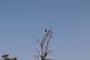 Juvenile Fish Eagle