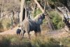 Mama elephant determined to pull some branches down for both to eat!!