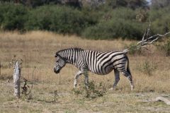 Botswana Okavango Delta, Vumbura Camp, Part 8