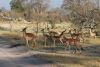 Impalas on the lookout!!