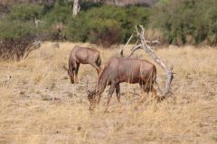 Botswana Okavango Delta, Vumbura Camp, Part 9