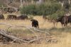 We found the Okavango Cape Buffalo mega herd, 2,000+ animals