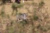 Warthog amongst the herd....great protection!