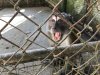 Ferocious looking long tail Macaque monkey