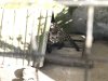 Civet Cat.....no coffee however:)))