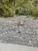 We had hoped to see more wildlife but only saw this Leopard turtle