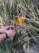 Bird of Paradise