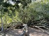 Wild Almond, used by the early Dutch farmers to form a natural barrier along river courses to stop the Khoisan from stealing their stock