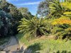 A cycad, ancient gymnosperm, produces a large cone when reproducing, looks about like a pineapple.