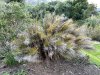 An endemic grass/Reed species found only in the fynbos (vegetation of the South western cape)