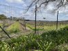 Notice they grow the vines closer to the ground than California....due to the stronger winds in this valley