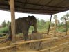 Privately owned elephant and her baby
