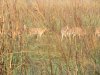 We saw many spotted deer throughout the day
