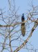 IMG_0583-e1490185716881