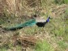 More Peacocks