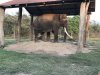 Note the long tusks are cut to prevent interference.....in the wild the elephant will file down the tusks to a sharp point