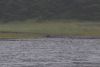 Eagles and bears at Falcon Arm in Slocum Inlet at the start of our cruise on the west side of Chichagof Island