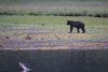 Brown bear with a salmon jumping....can't get me, can't get me:))))