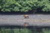 We have bears at the head of Slocum Inlet!!!!