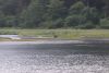 A bear eating a salmon by the stream