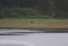 About an hour later we see the same bear running with another salmon in its mouth
