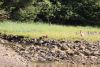 We have 2 Sitka black tail deer