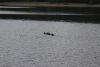 A group of otters as we are passaging through Elbow Passage on our way to Klag Bay