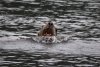 Ah.....the sea lion money shot!!!