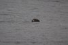 Otter eating a clam!!