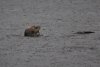 Otter eating the leg off a Dungeness Crab