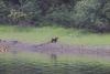 More Brown bears!!