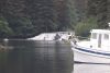 Brown bears fishing at the waterfall at Pavlof Harbor
