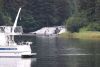 Mama and 2 cubs fishing!!
