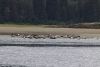 Lots of seals in Crab Bay off Tenakee Inlet